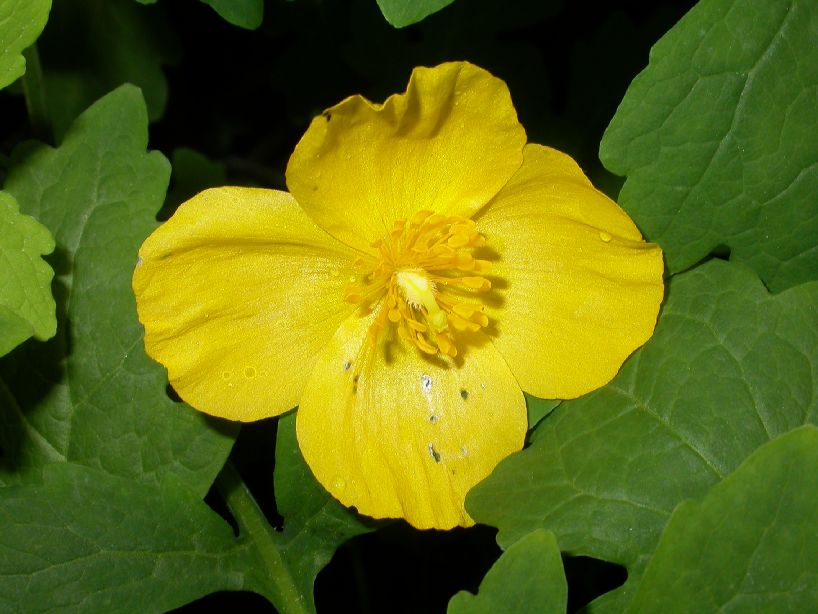 Papaveraceae Stylophorum diphyllum
