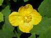 image of Stylophorum diphyllum