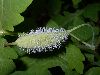 image of Stylophorum diphyllum