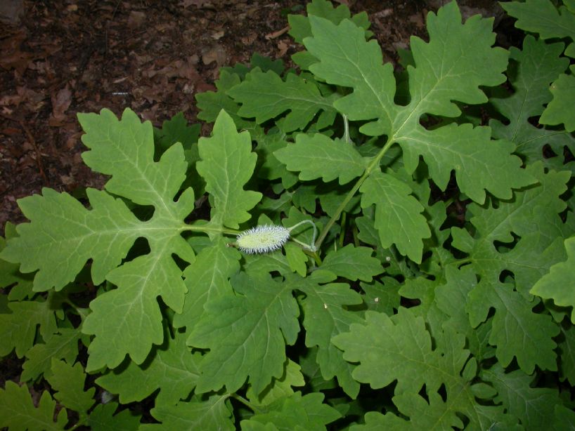 Papaveraceae Stylophorum diphyllum