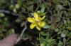 image of Larrea tridentata