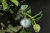 image of Larrea tridentata