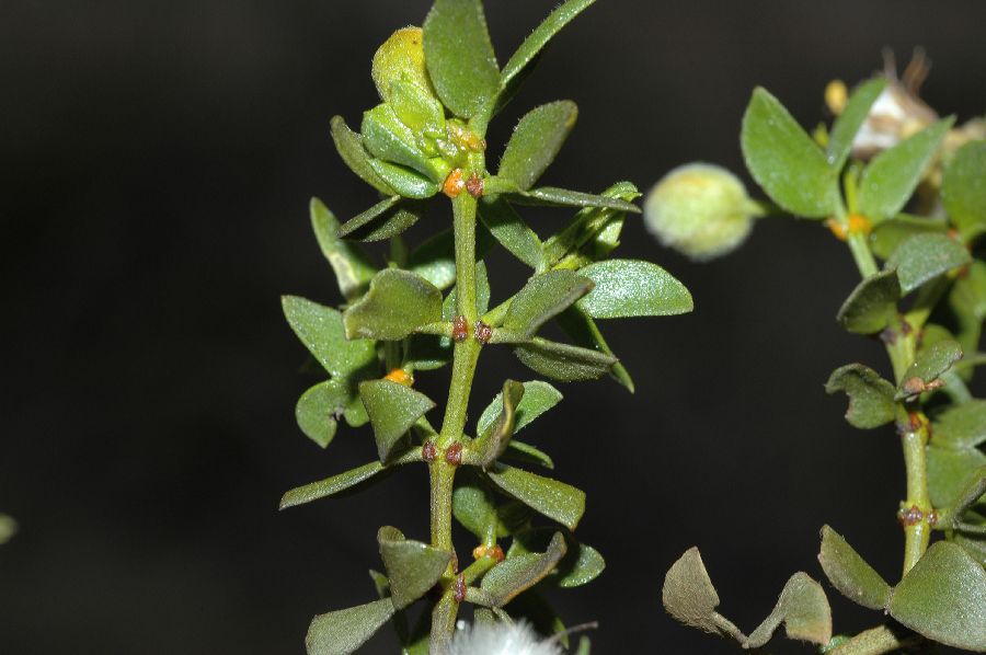 Zygophyllaceae Larrea tridentata