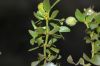 image of Larrea tridentata