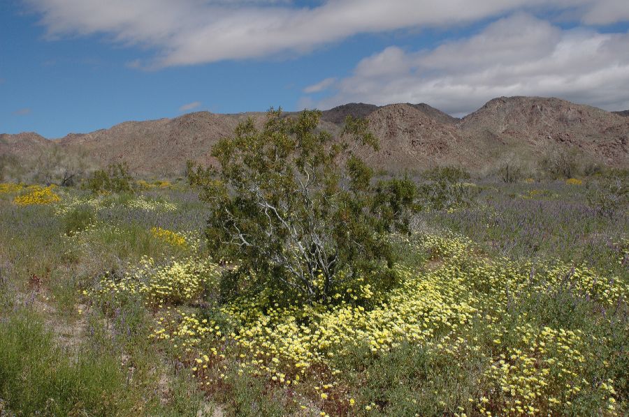 Zygophyllaceae Larrea tridentata