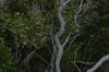 image of Larrea tridentata