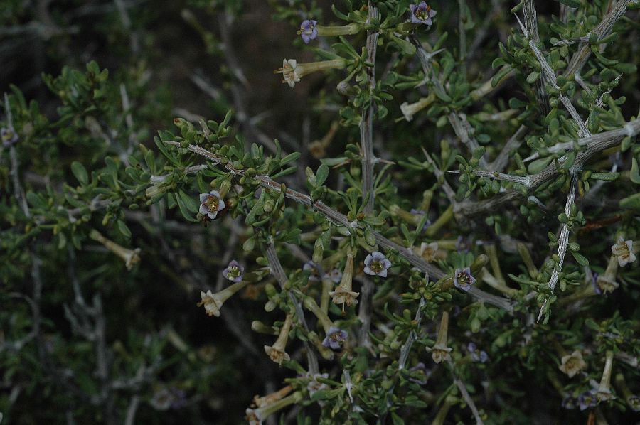 Solanaceae Lycium 