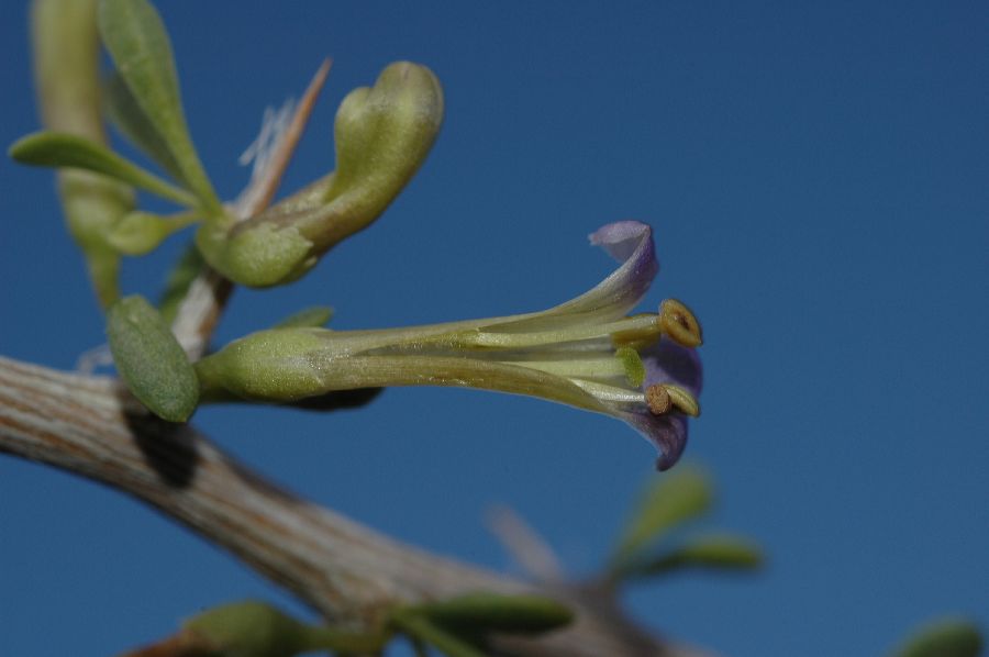 Solanaceae Lycium 