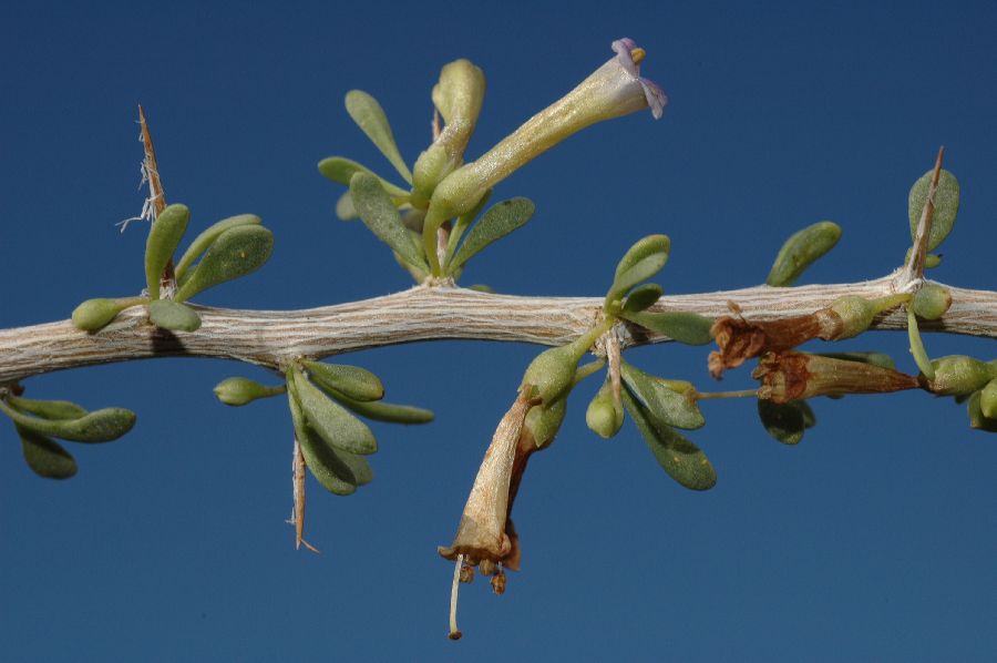 Solanaceae Lycium 