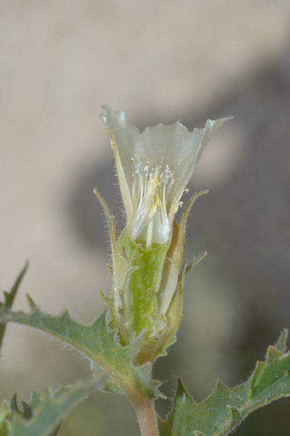 Loasaceae Mentzelia 