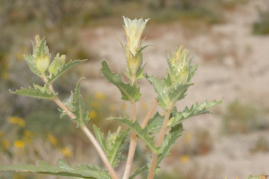 Loasaceae Mentzelia 