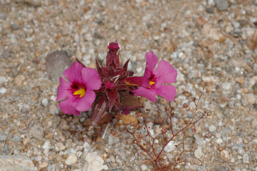 Phrymaceae Mimulus bigelovii