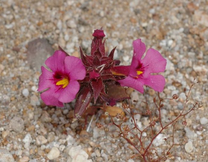 Phrymaceae Mimulus bigelovii