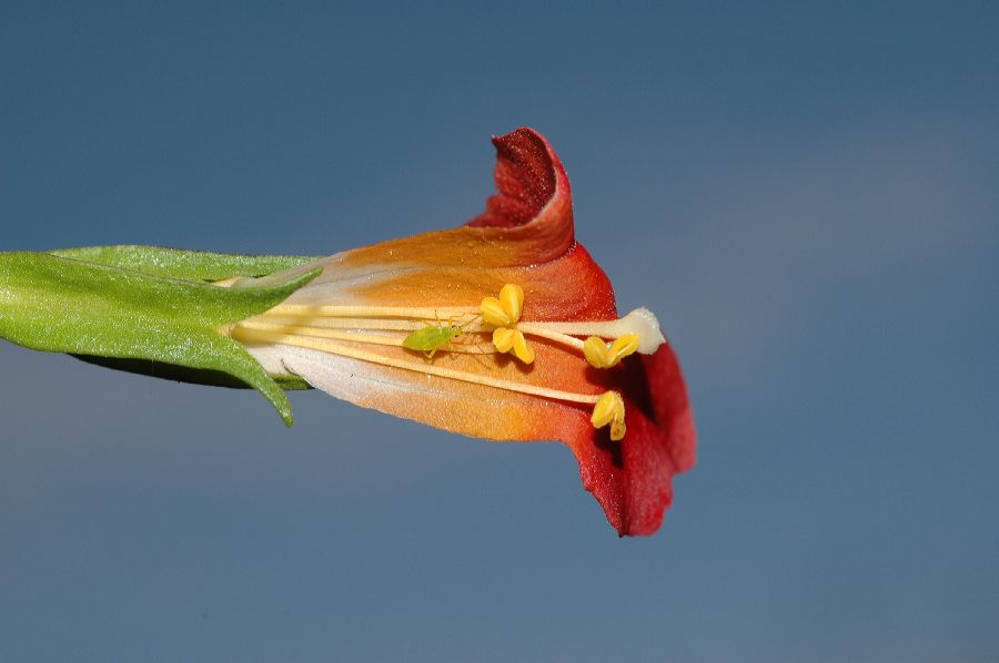 Phrymaceae Mimulus puniceus