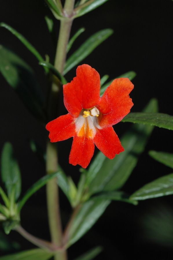 Phrymaceae Mimulus puniceus