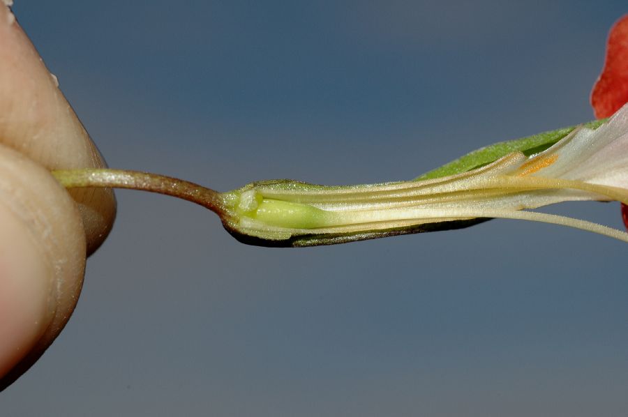 Phrymaceae Mimulus puniceus