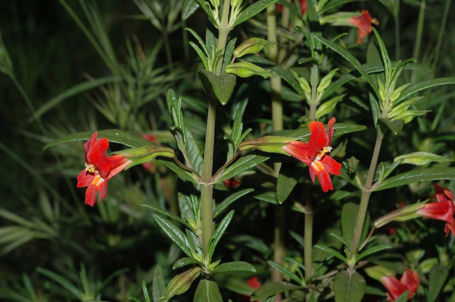 Phrymaceae Mimulus puniceus