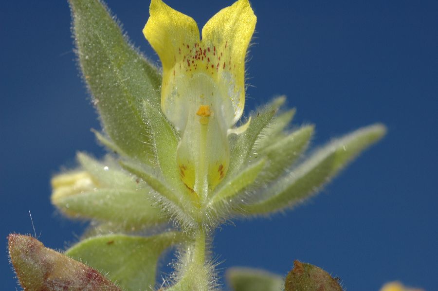 Plantaginaceae Mohavea breviflora