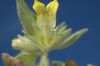 image of Mohavea breviflora
