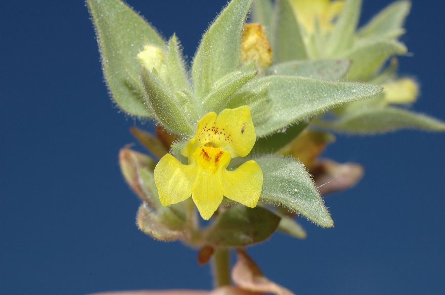 Plantaginaceae Mohavea breviflora