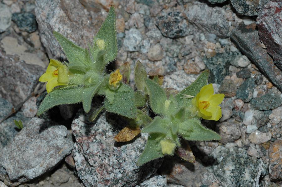 Plantaginaceae Mohavea breviflora