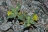 image of Mohavea breviflora