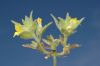 image of Mohavea breviflora