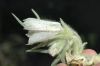 image of Mohavea confertiflora