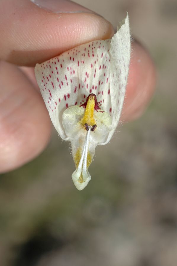 Plantaginaceae Mohavea confertiflora
