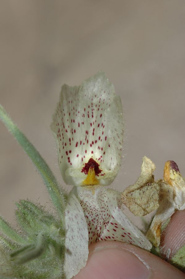 Plantaginaceae Mohavea confertiflora