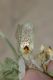 image of Mohavea confertiflora