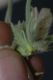 image of Mohavea confertiflora