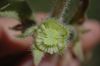 image of Mohavea confertiflora