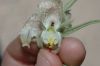 image of Mohavea confertiflora