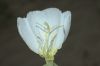 image of Oenothera 