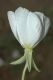 image of Oenothera 