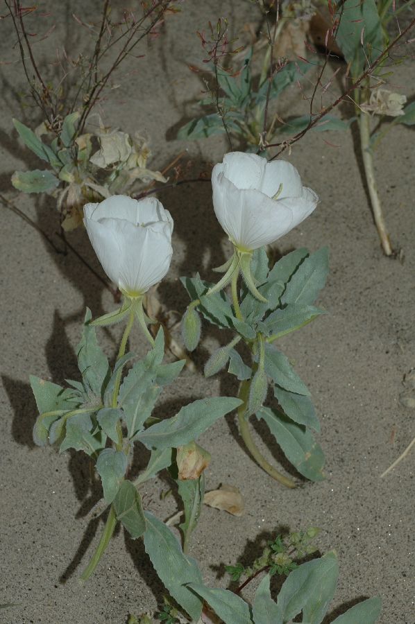 Onagraceae Oenothera 