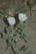 image of Oenothera 