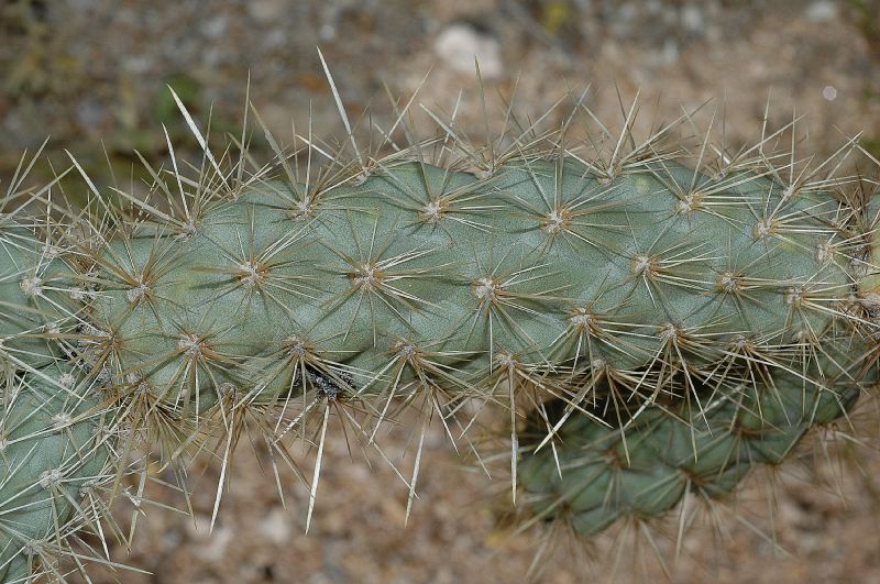 Cactaceae Opuntia acanthocarpa