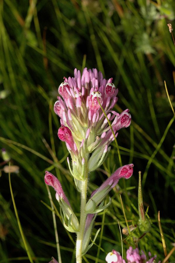 Orobanchaceae Orthocarpus 
