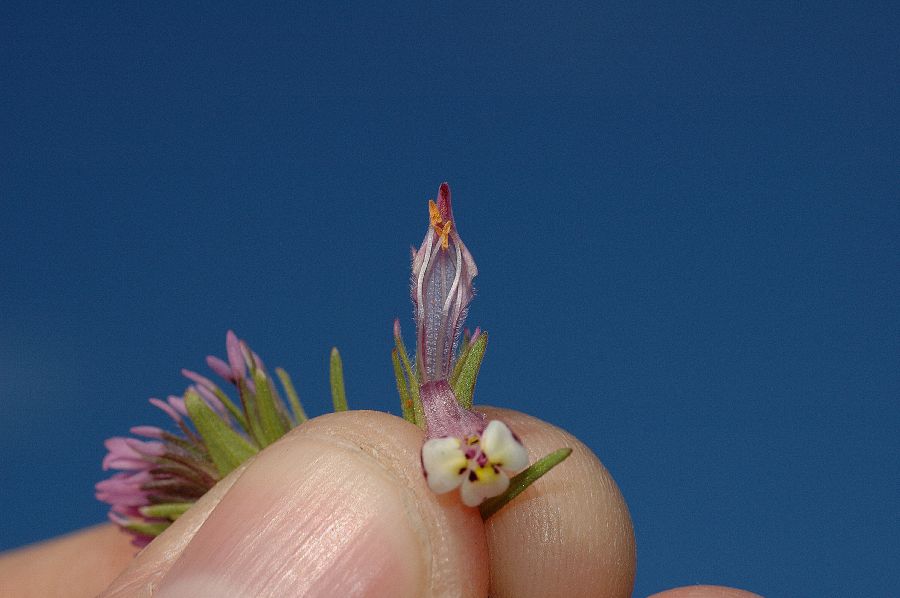 Orobanchaceae Orthocarpus 