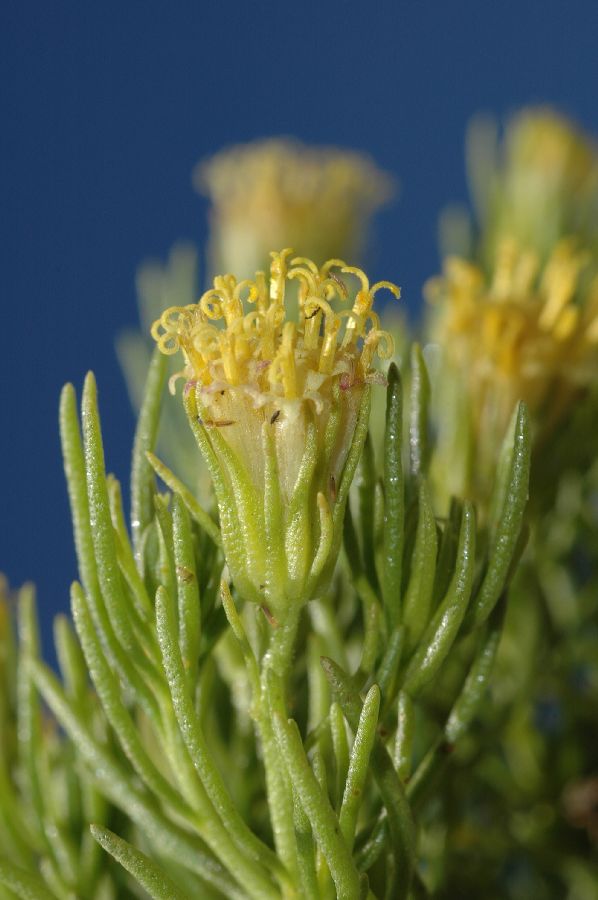 Asteraceae Peucephyllum schottii