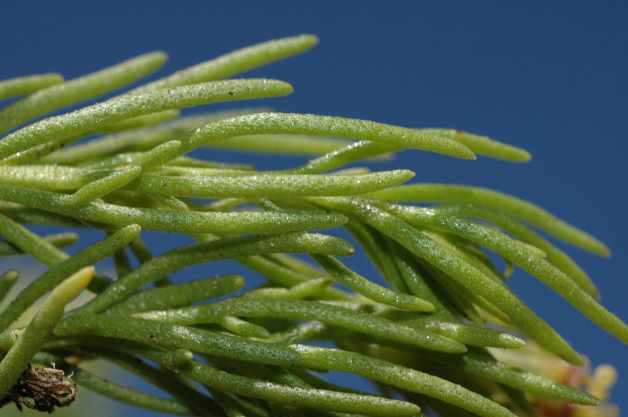 Asteraceae Peucephyllum schottii