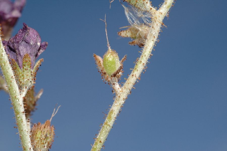 Hydrophyllaceae Phacelia 
