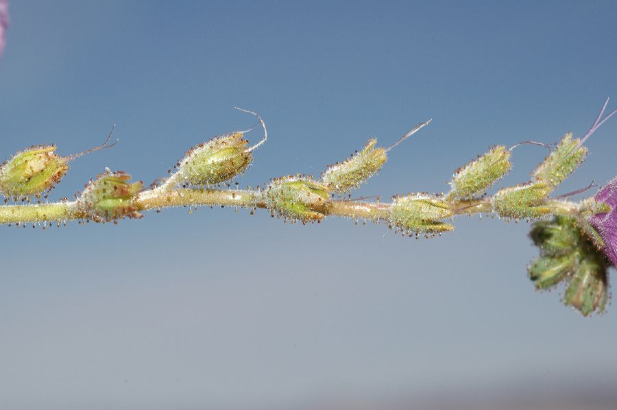 Hydrophyllaceae Phacelia 