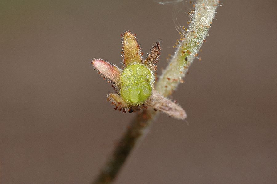 Hydrophyllaceae Phacelia 