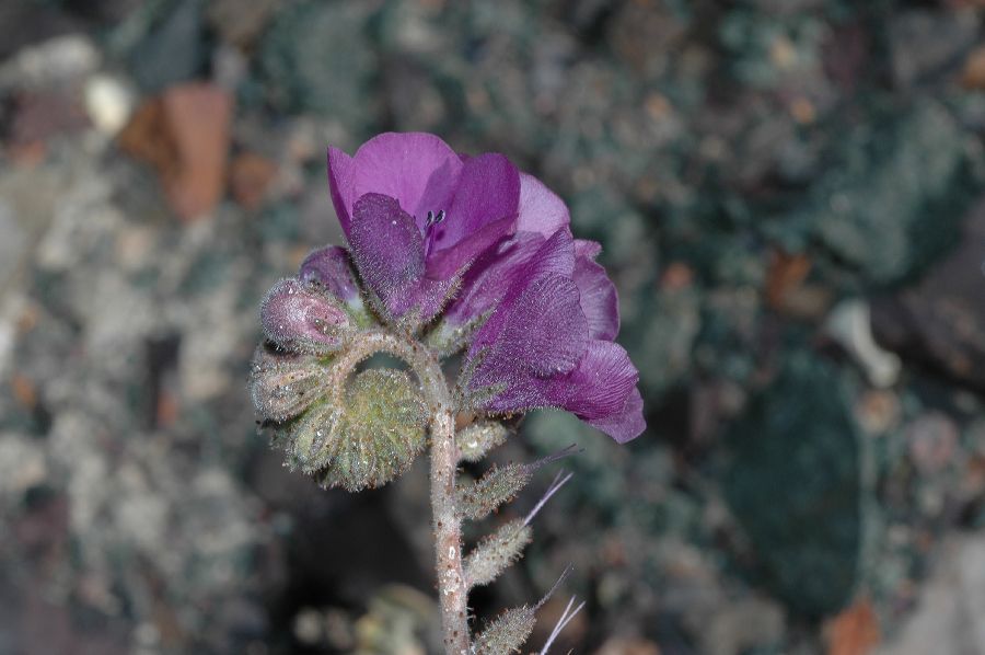 Hydrophyllaceae Phacelia 