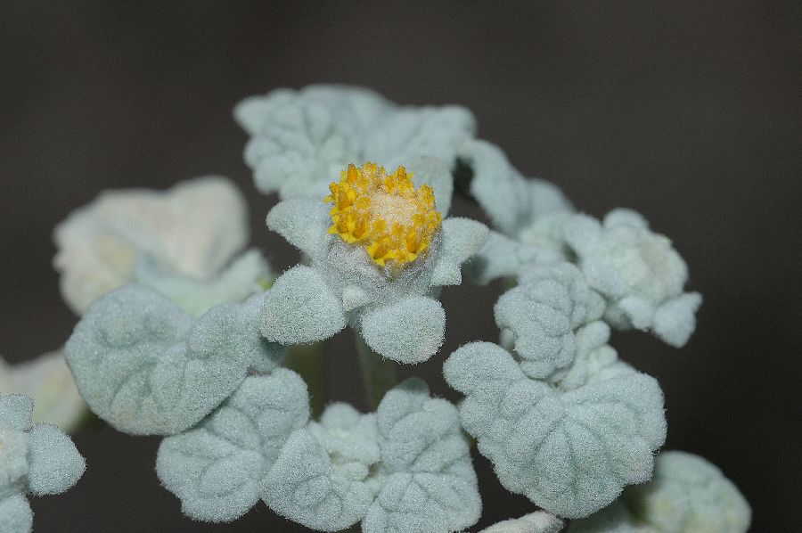 Asteraceae Psathyrotes ramosissima
