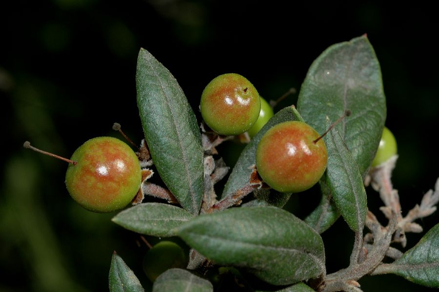 Rhamnaceae Rhamnus californica