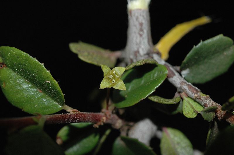 Rhamnaceae Rhamnus crocea